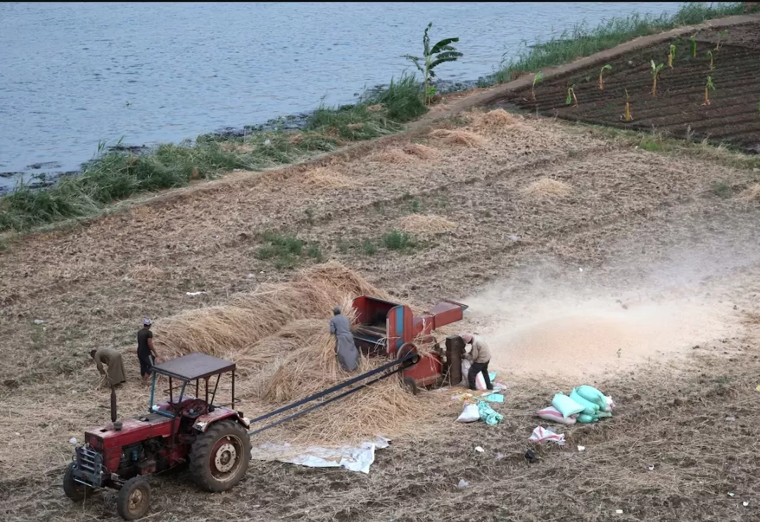 مصر تُعلن استهداف 5 ملايين طن قمح محلي لتحقيق الاكتفاء الذاتي