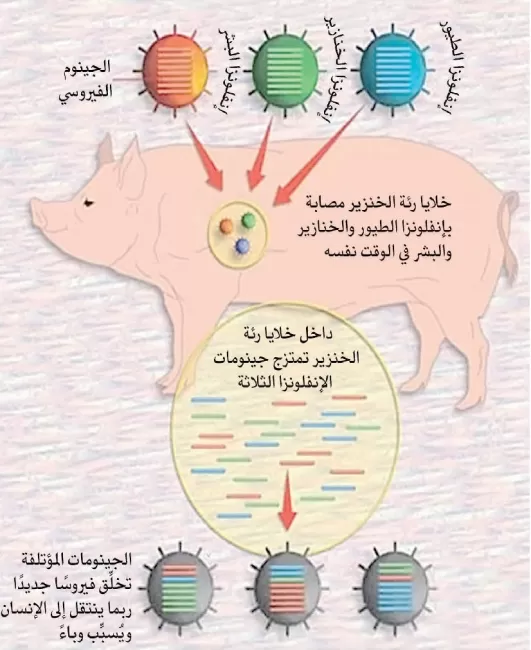 إسبانيا تسجل أول إصابة بإنفلونزا الخنازير الأفريقية وتوقف صادراتها إلى الصين